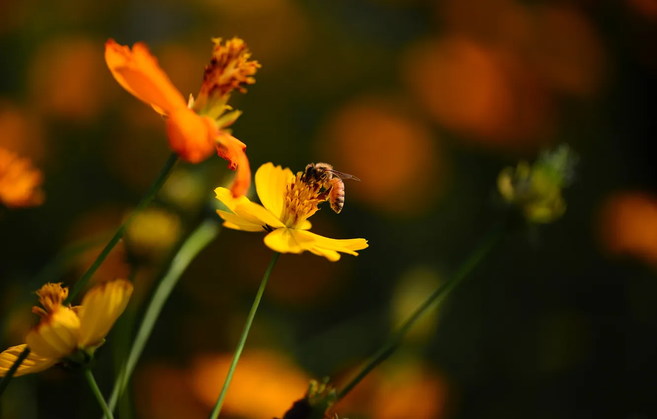 Фото обои цветы, пчела, фон, космея