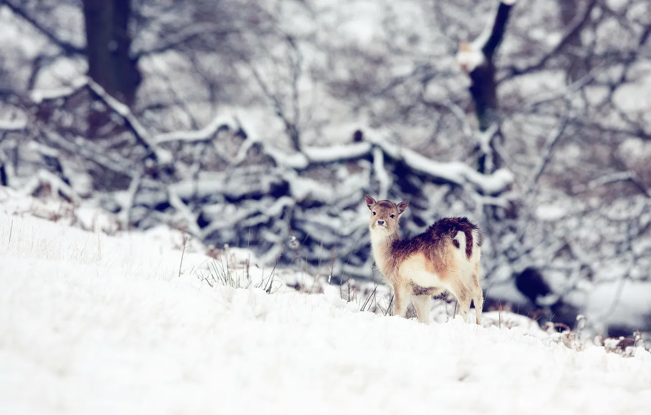 Фото обои зима, природа, олень
