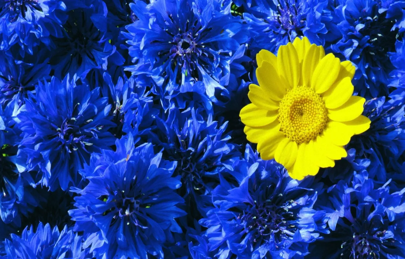 Фото обои синий, желтый, контраст, васильки