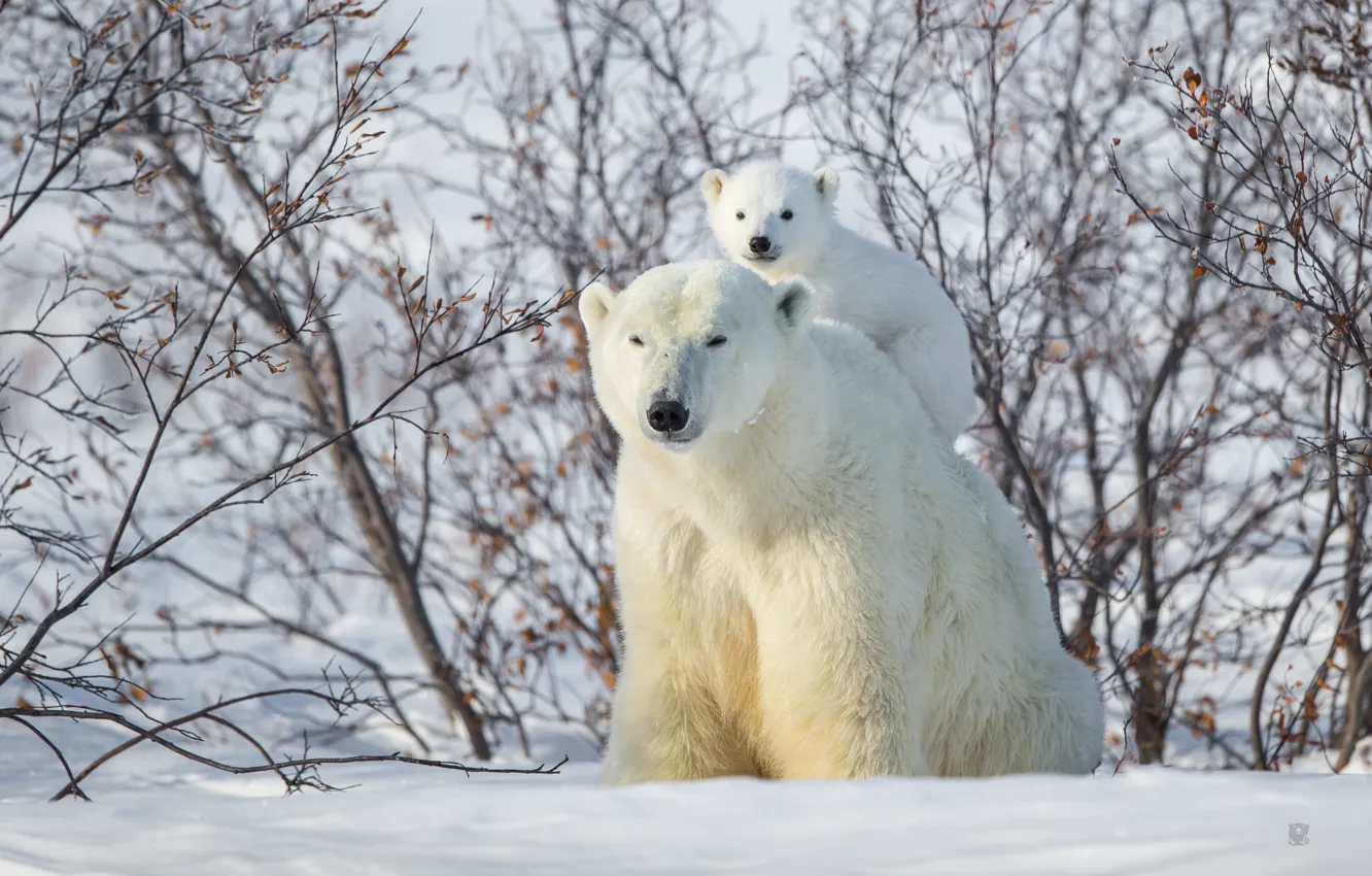 Фото обои зима, снег, медвежонок, кусты, медведица, верхом, Белые медведи, Полярные медведи