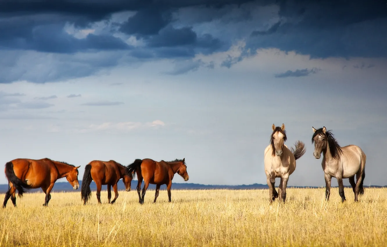 Фото обои лошади, казахстан, собчак, ксения, грациозные