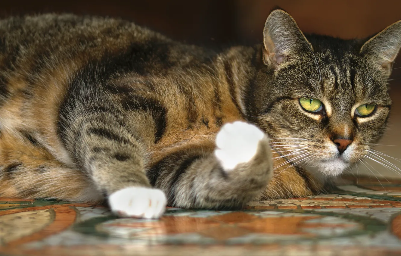 Фото обои кошка, кот, серый, лежит, полосатый, зеленые глаза, толстый, упитанный