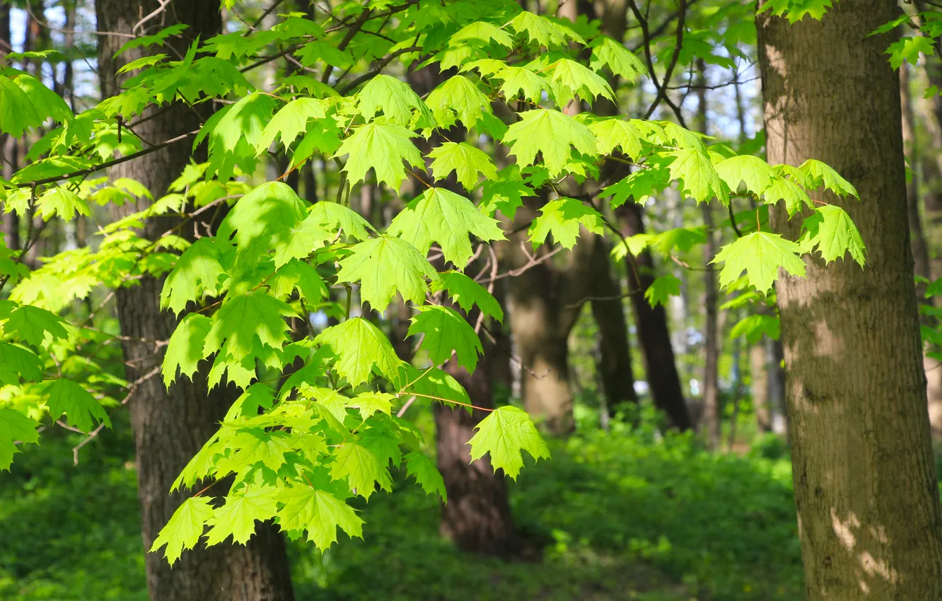 Фото обои forest, park, tree, leafs, spring, twig