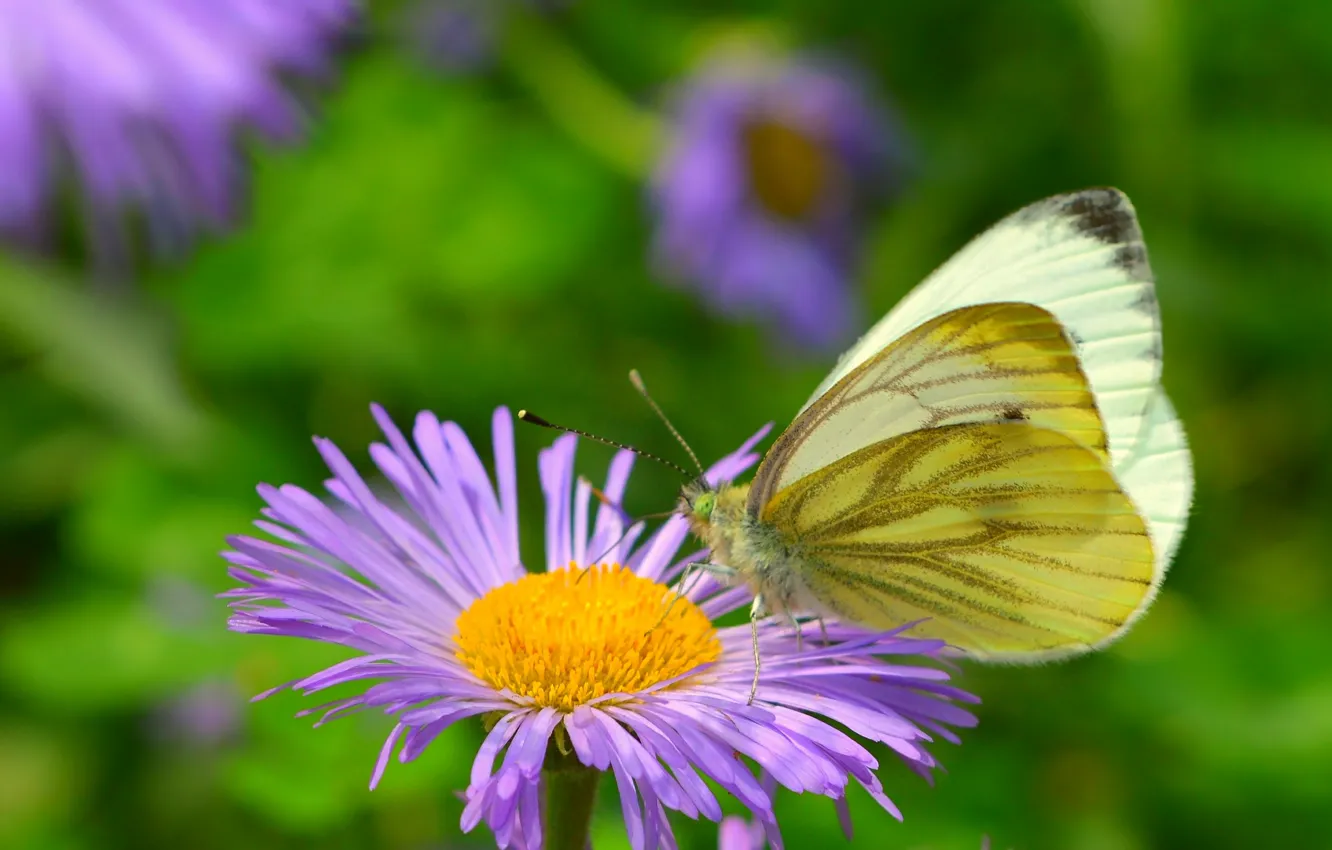 Фото обои Макро, Бабочка, Цветок, Flower, Боке, Macro, Butterfly