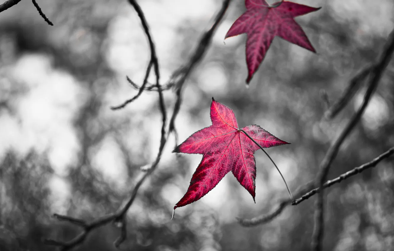 Фото обои осень, серость, красные листья, веточки