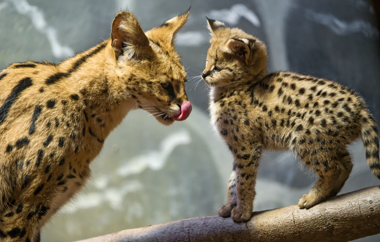 Фото обои язык, кошка, бревно, детёныш, котёнок, сервал, ©Tambako The Jaguar