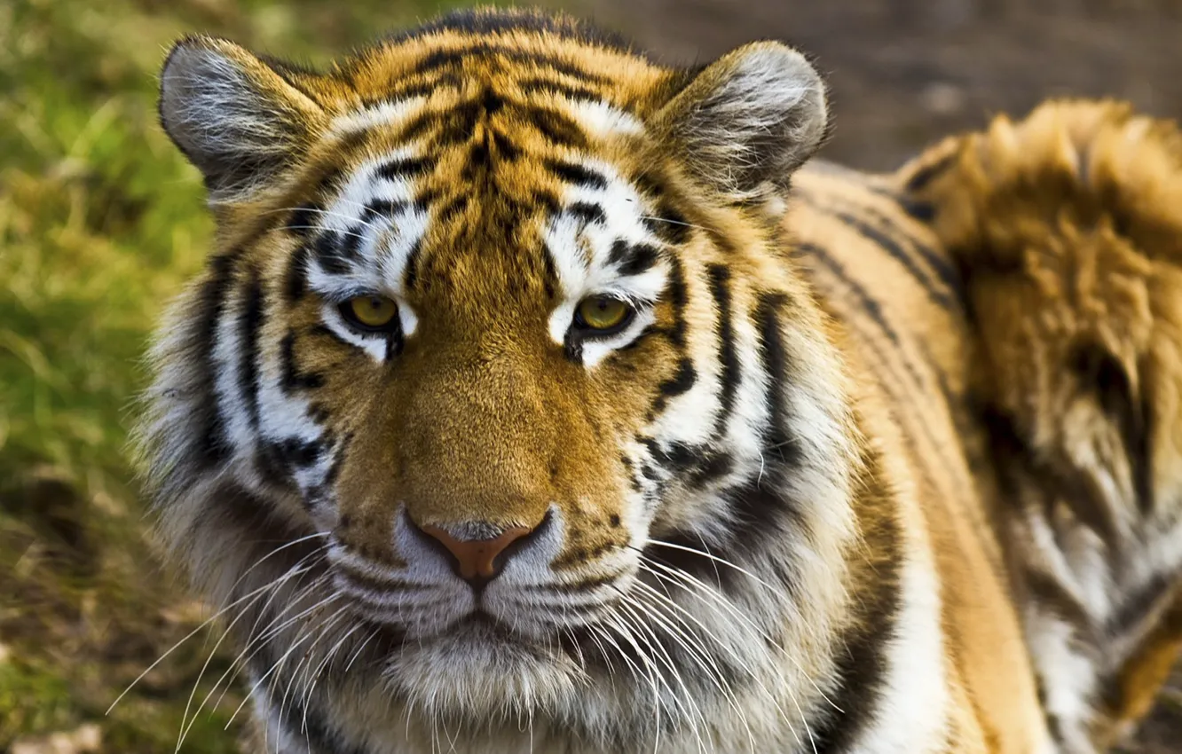 Фото обои тигр, хищник, кошачьи