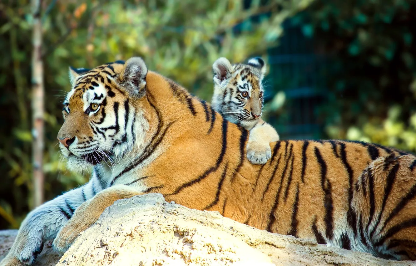 Фото обои животные, природа, камень, хищники, детёныш, тигры, тигрица, тигрёнок