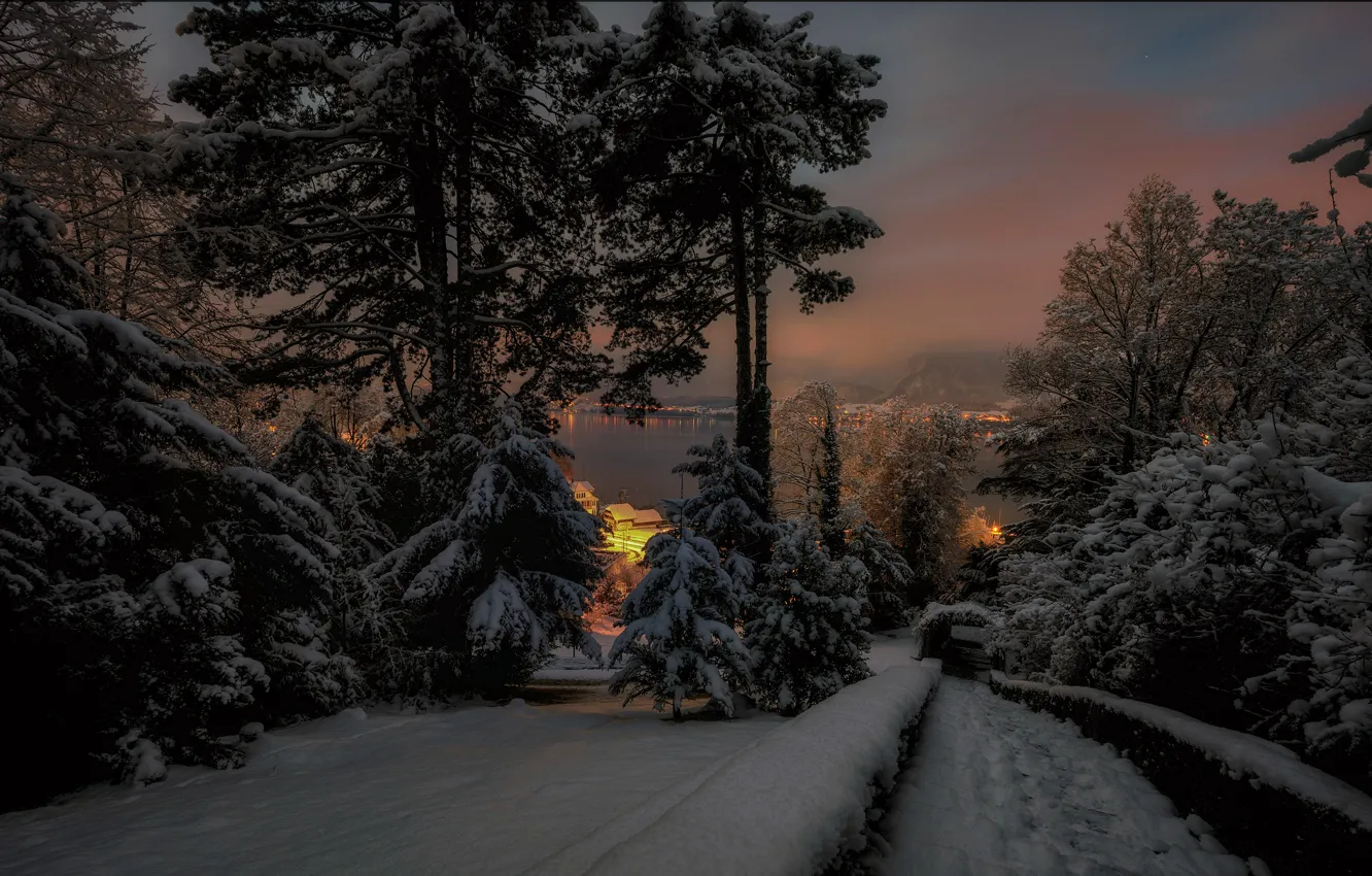 Фото обои зима, лес, снег, деревья, ночь, ветки, огни, парк