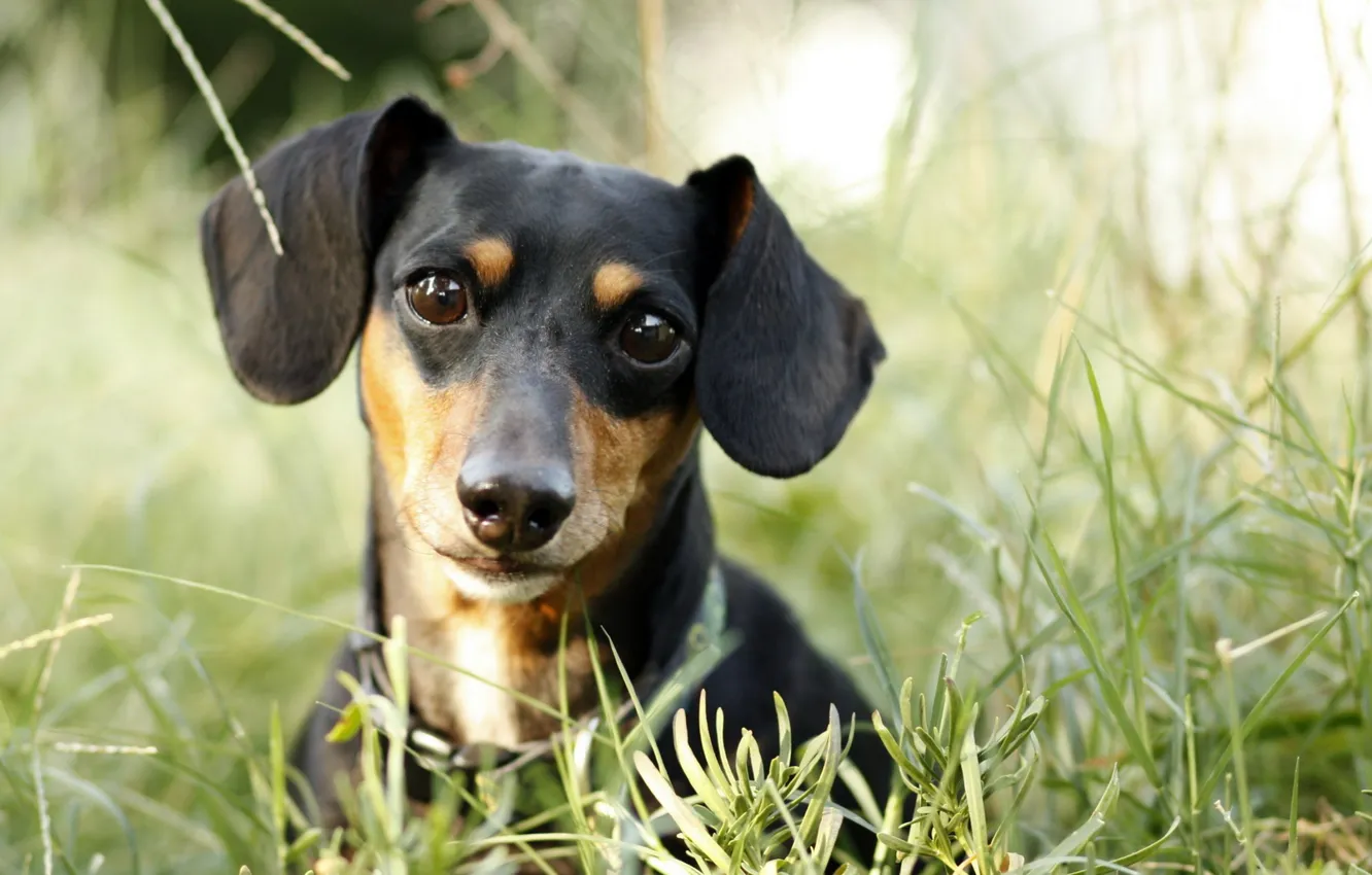 Фото обои зелень, собаки, трава, взгляд, морда, собака, щенок, уши