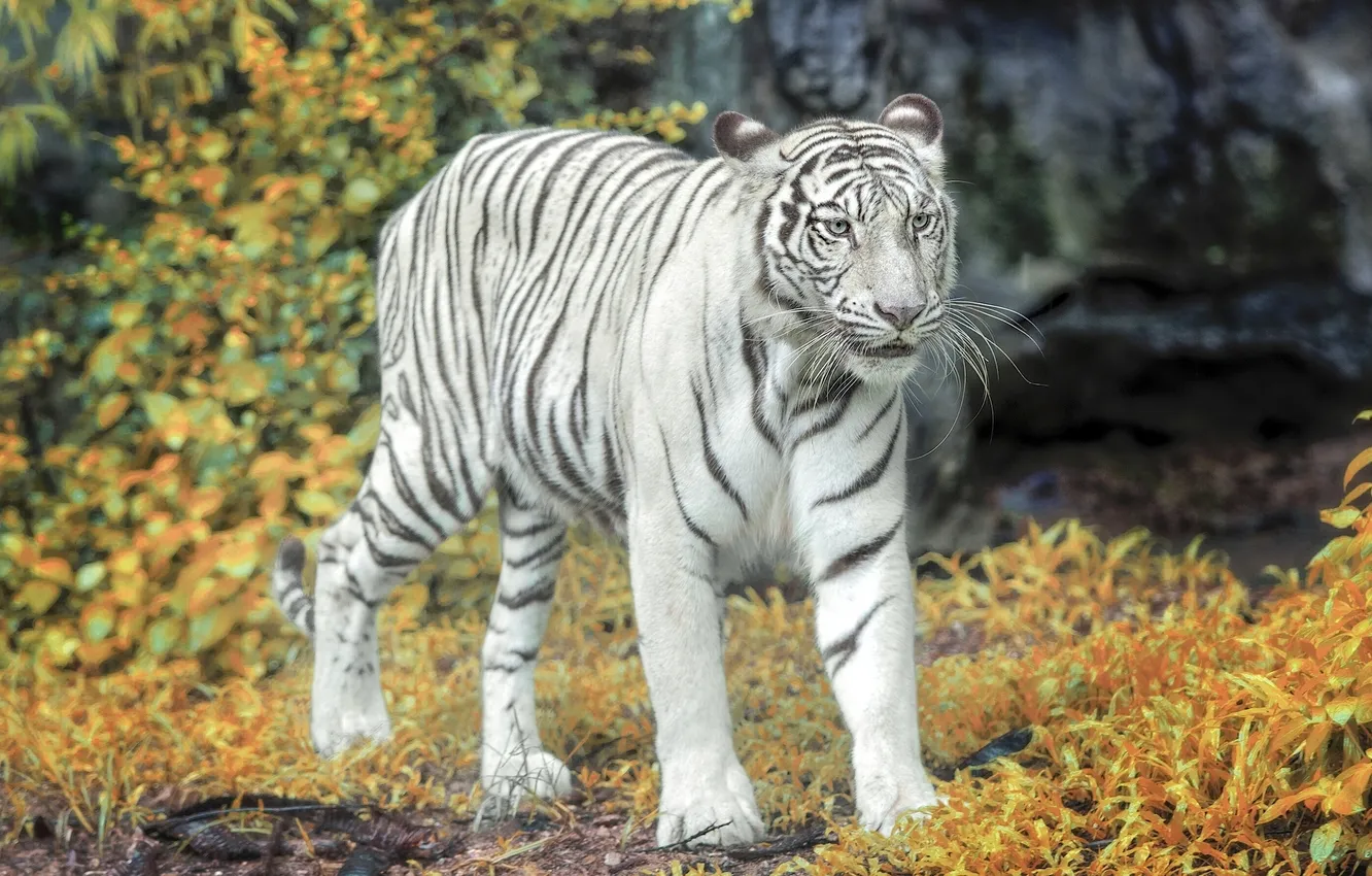Фото обои осень, тигр, белый тигр