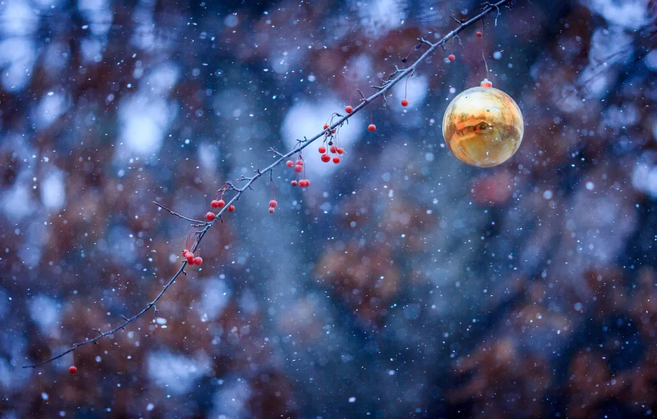 Фото обои снег, ягоды, игрушка, шар, ветка, новогодняя
