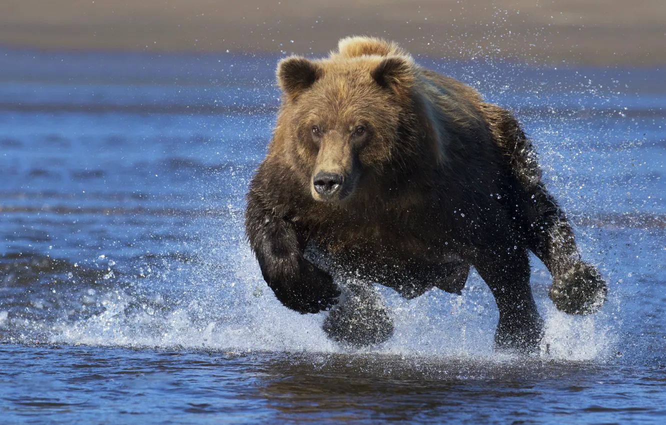 Фото обои вода, брызги, медведь, бег, топтыгин, бегущий медведь