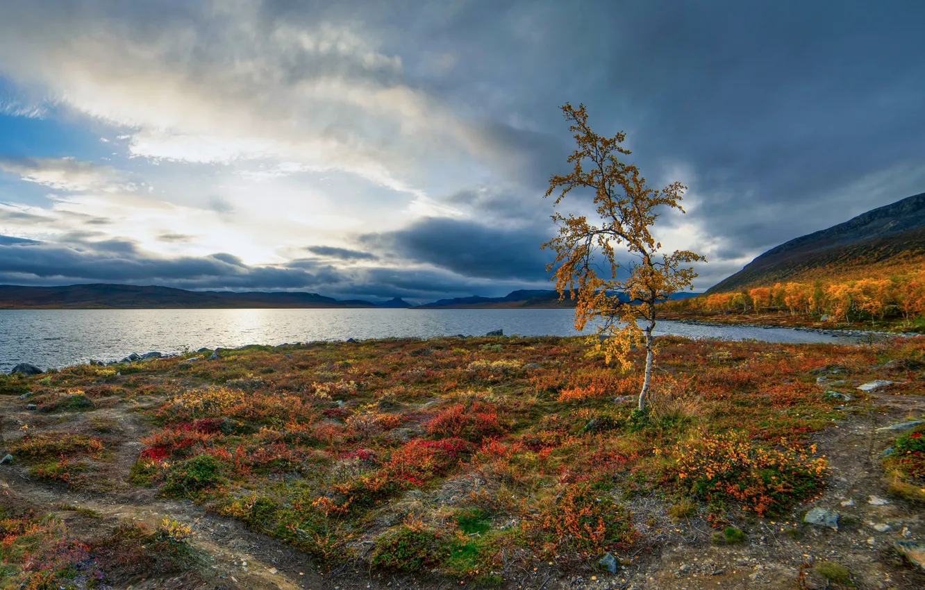Фото обои осень, озеро, берёза, деревце, Финляндия, Finland, Lapland, Лапландия