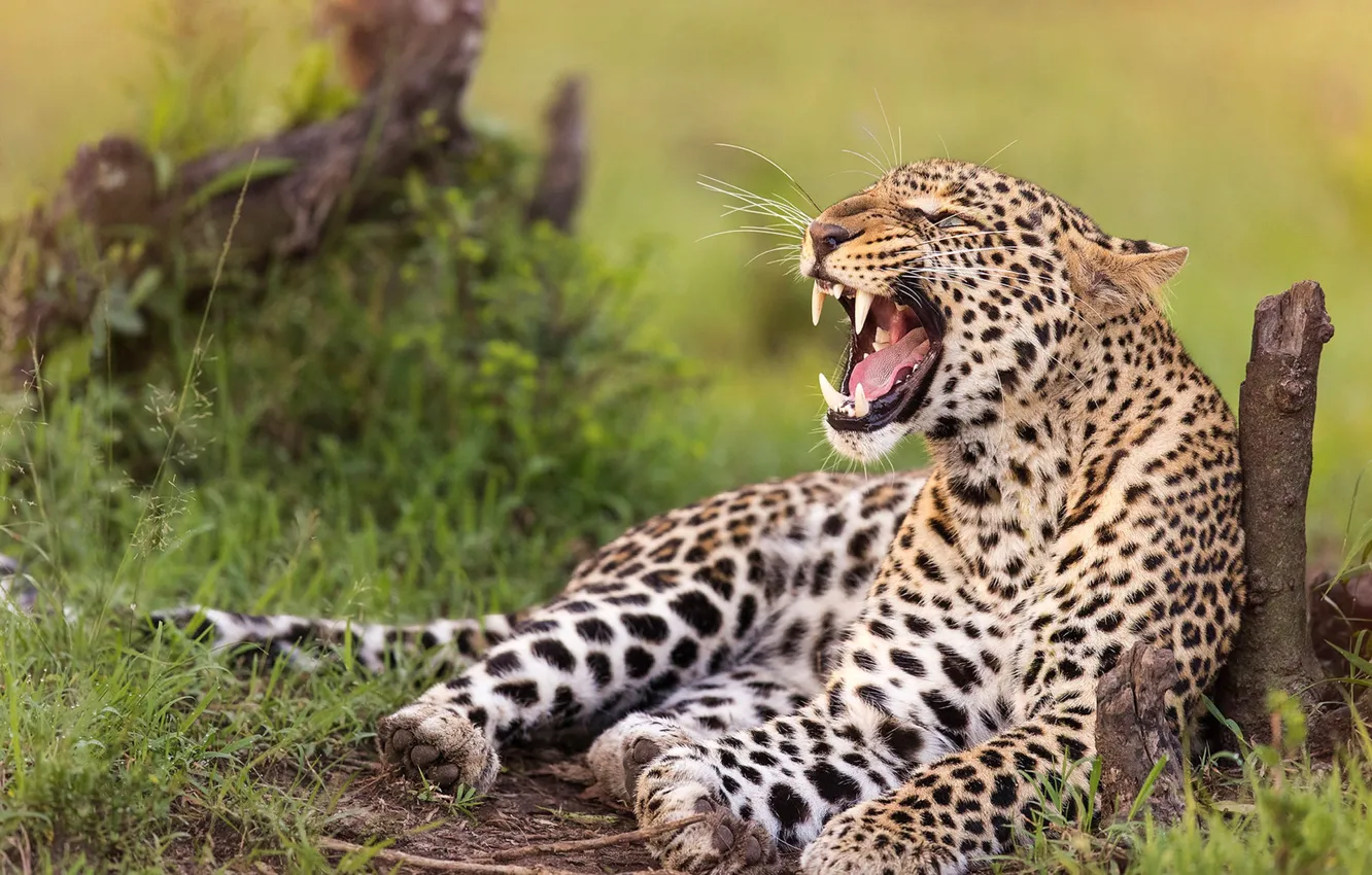 Фото обои леопард, клыки, оскал, дикая кошка