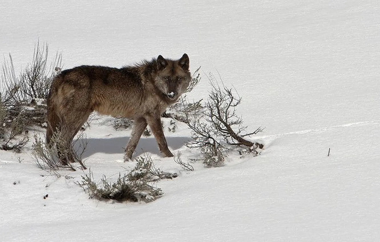 Фото обои fantasy, nature, art, snow, predator, face, animal, wolf