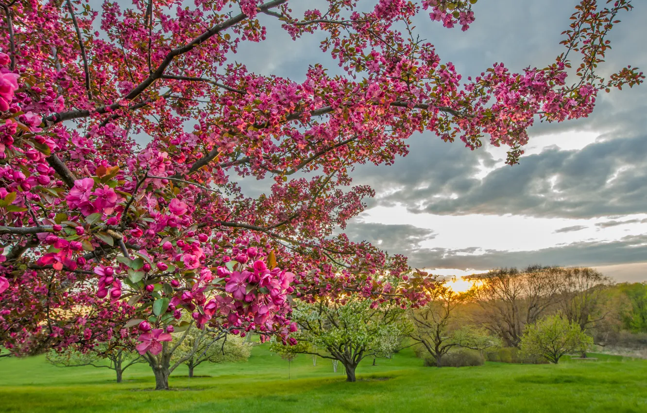 Фото обои деревья, пейзаж, цветы, сад
