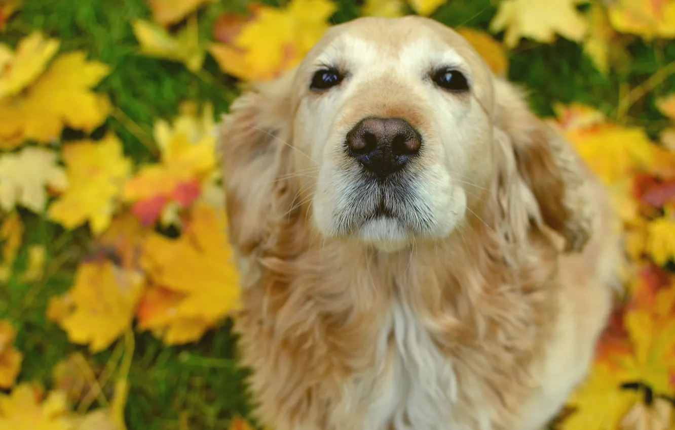 Фото обои морда, собака, нос
