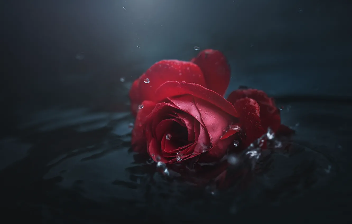 Фото обои цветок, вода, капли, темный фон, роза, бутон, красная, лежит в воде