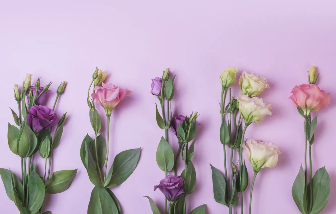 Фото обои цветы, фон, pink, flowers, purple, эустома, eustoma