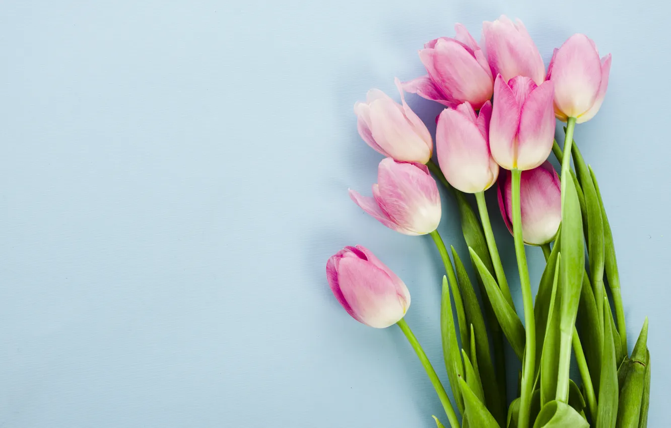 Фото обои цветы, тюльпаны, розовые, pink, flowers, tulips, spring