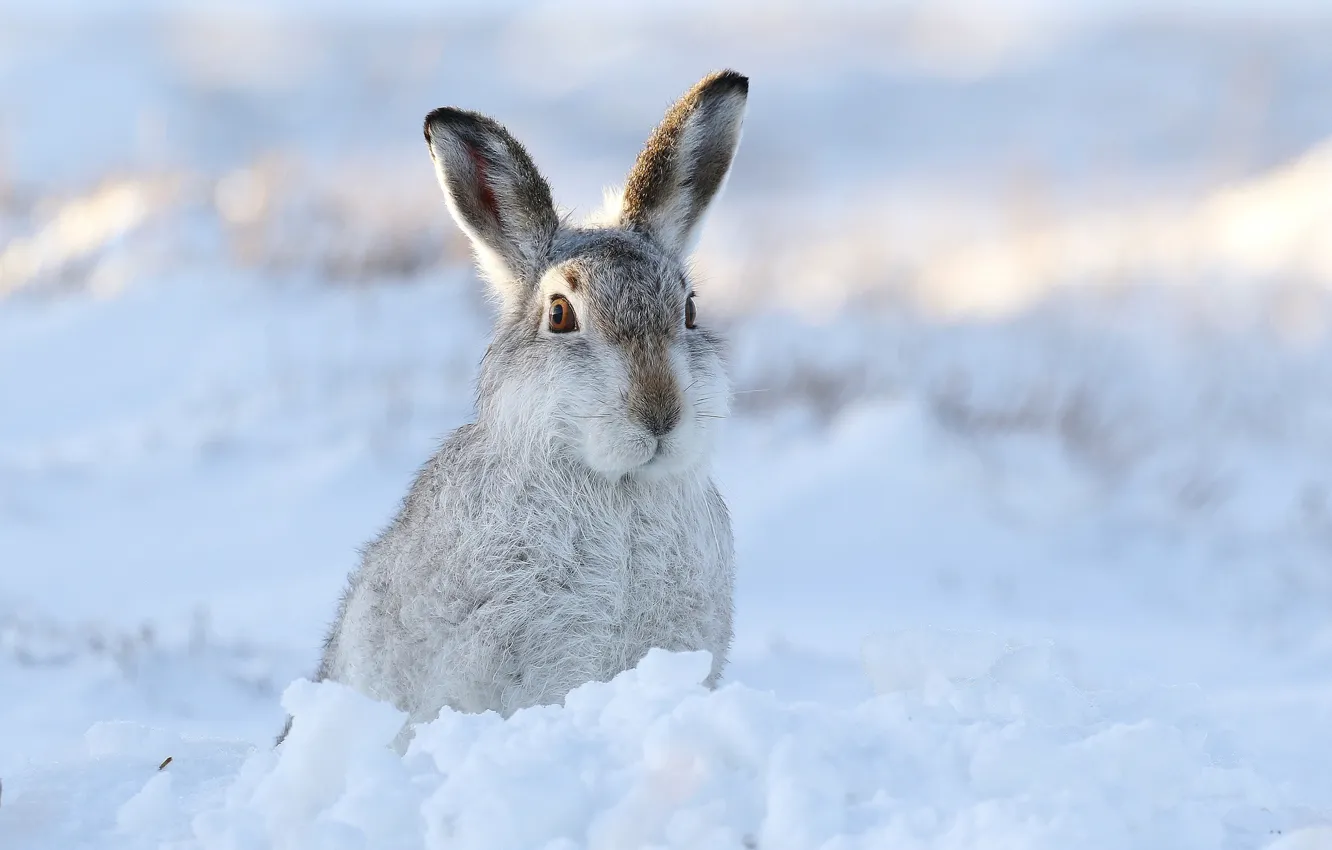 Фото обои зима, снег, заяц