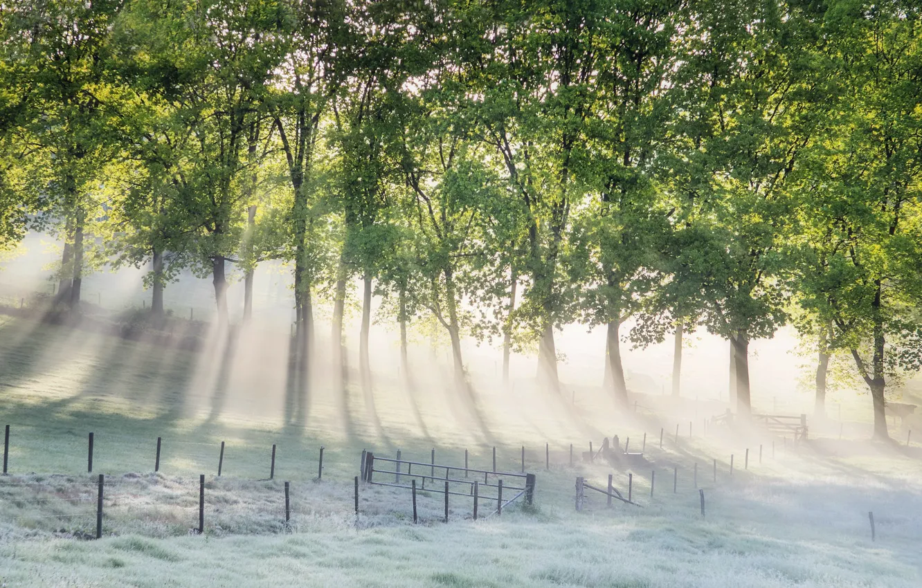 Фото обои туман, утро, Nederland, Gelderland, Arnhem