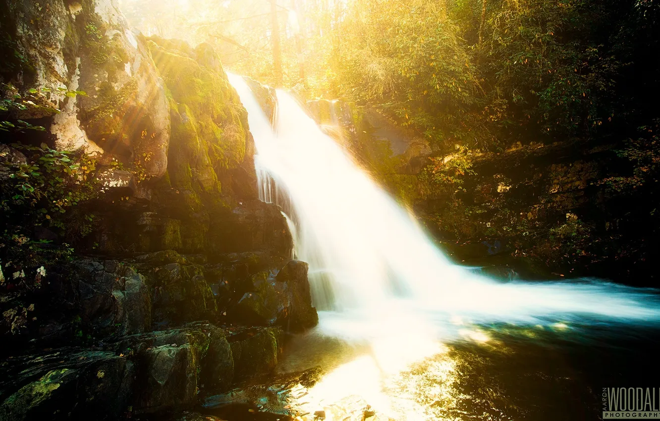 Фото обои лес, солнце, водопад, красота, photographer, Aaron Woodall, засвет