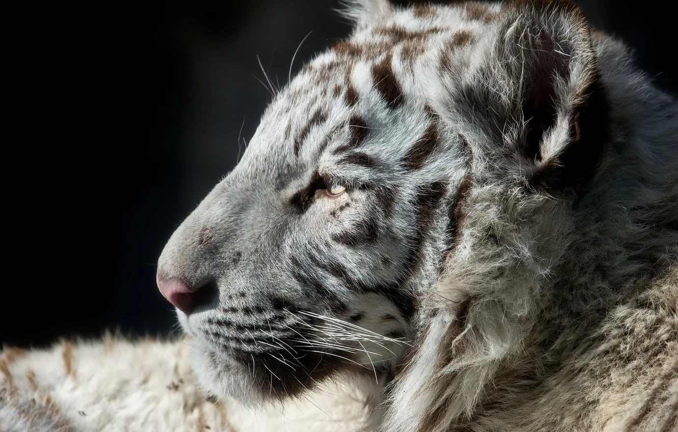 Фото обои морда, хищник, профиль, мех, белый тигр, детеныш, дикая кошка, тигренок