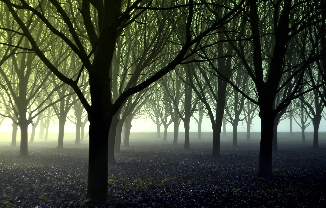 Фото обои лес, деревья, туман, посадки