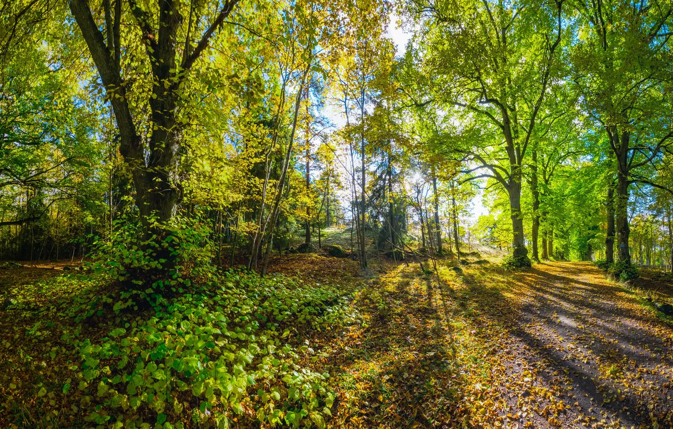 Фото обои осень, лес, трава, листья, деревья, парк, мох, солнечно