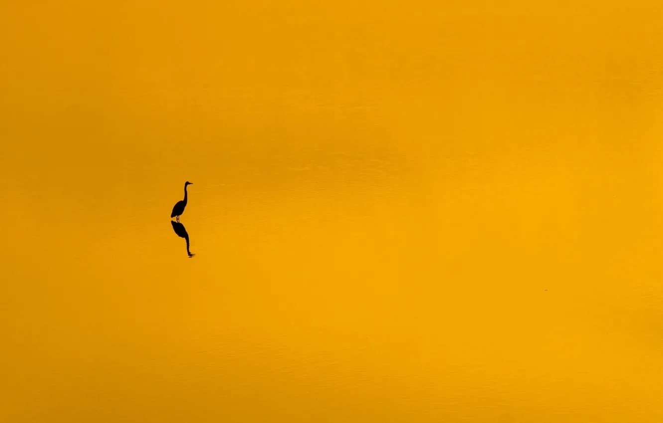 Фото обои закат, птица, минимализм