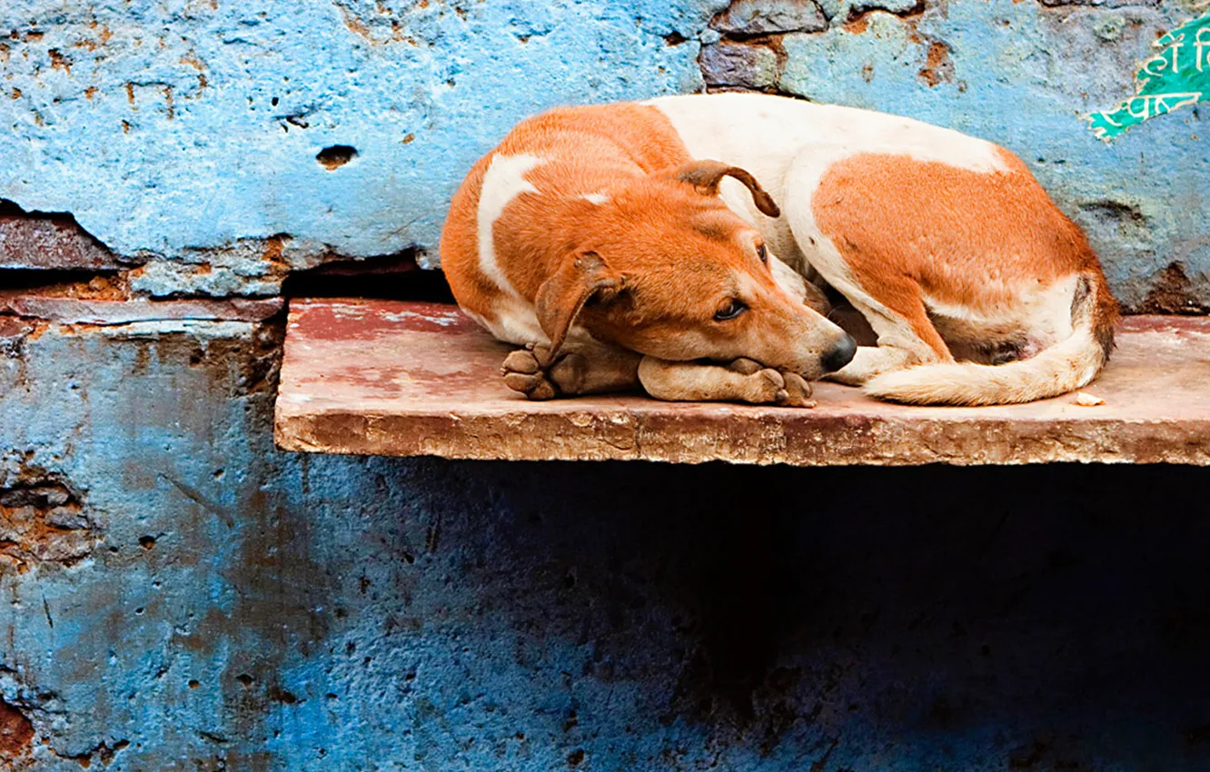 Фото обои Собака, Стена, Одиночество, Лавка