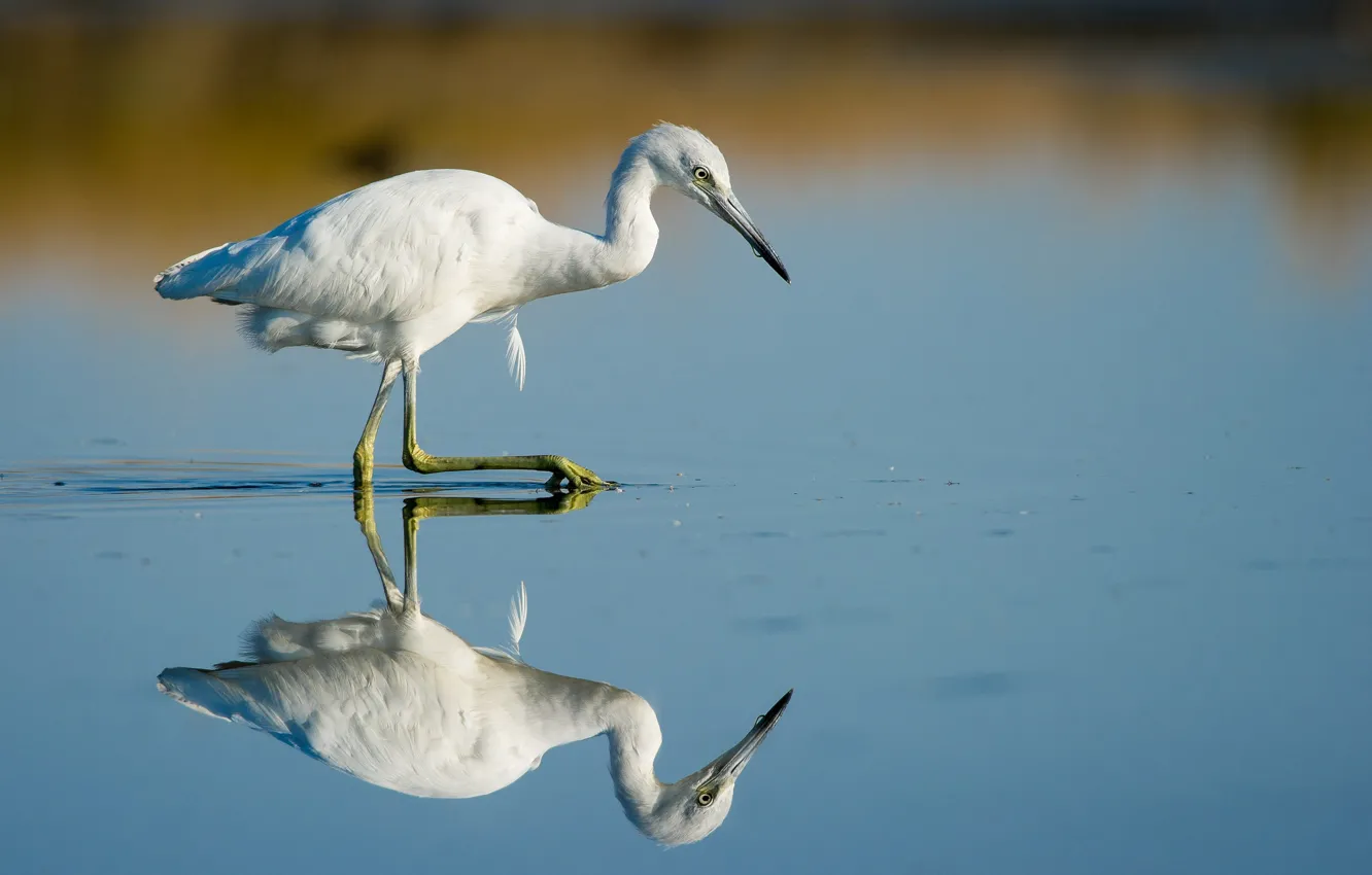 Фото обои bird, lake, reflection, wildlife, mirror, walking, hunting, egret