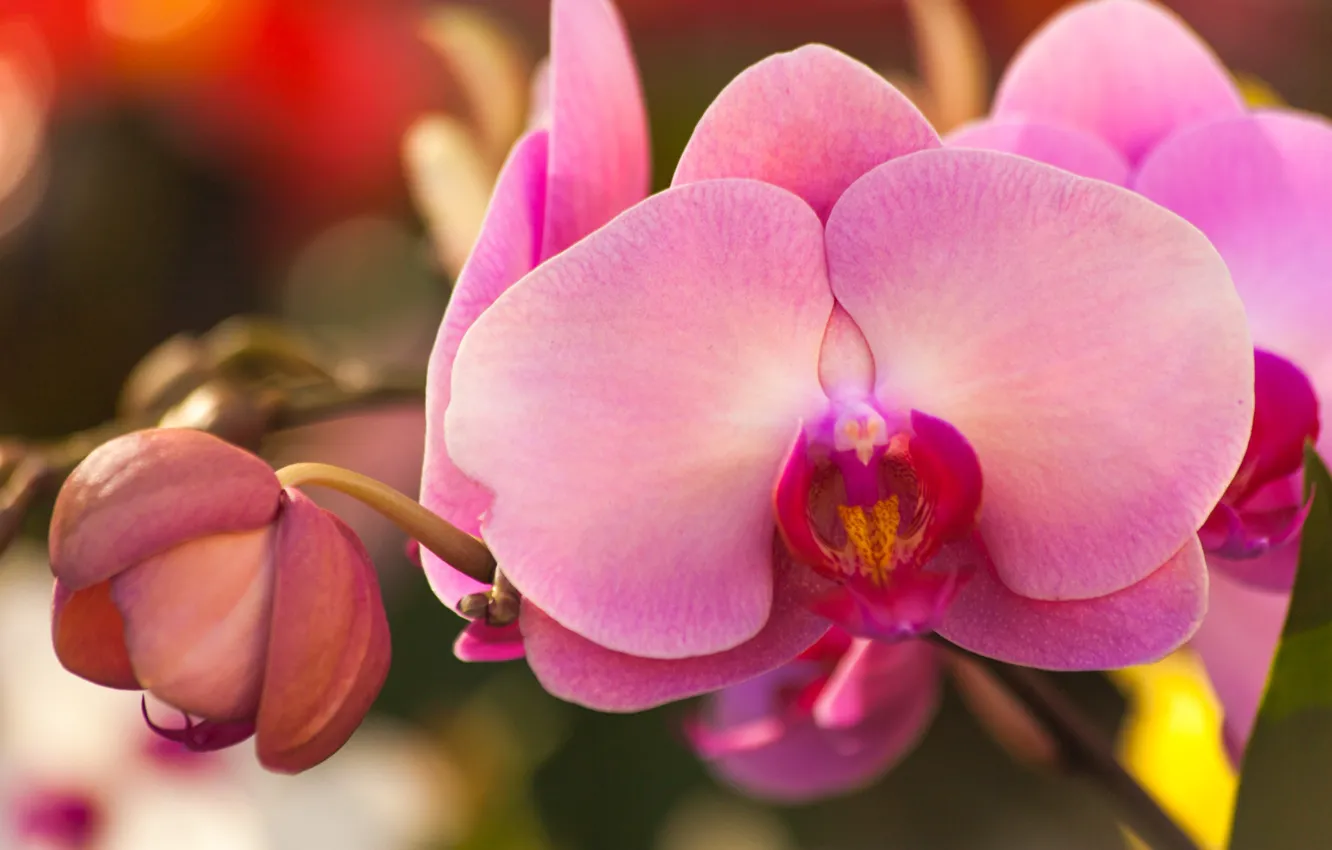 Фото обои макро, бутон, орхидея, Фаленопсис