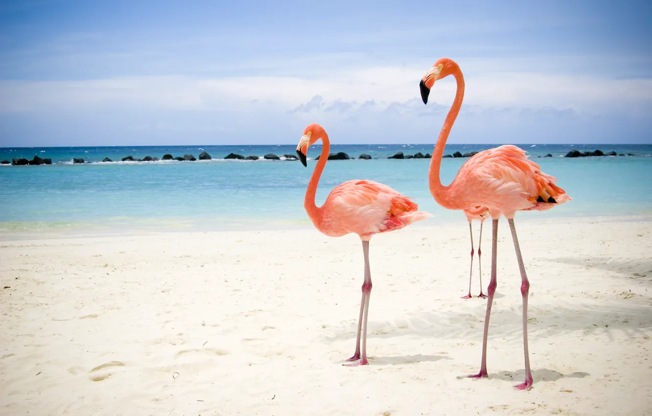 Фото обои море, пляж, фламинго