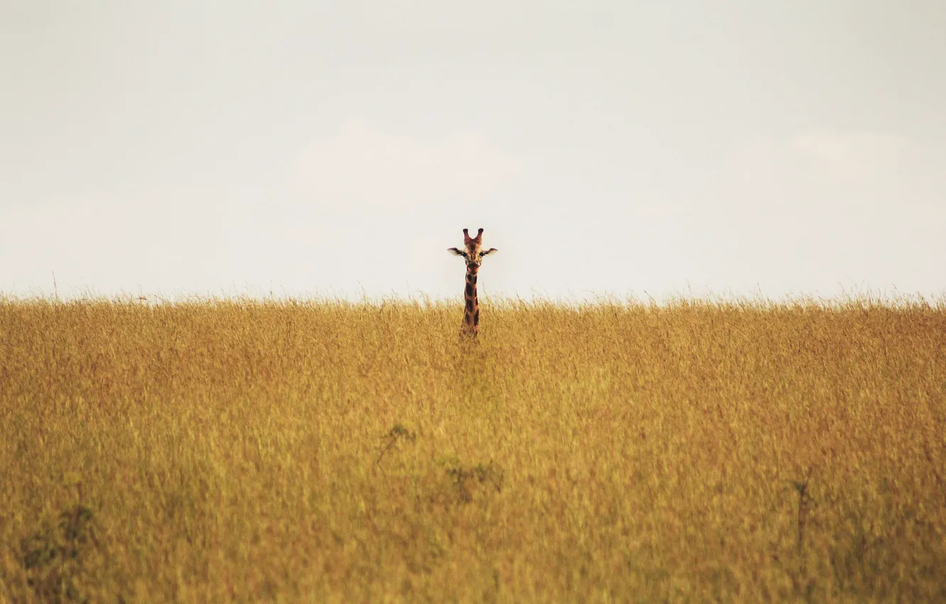 Фото обои giraffe, savannah, wildlife, neck