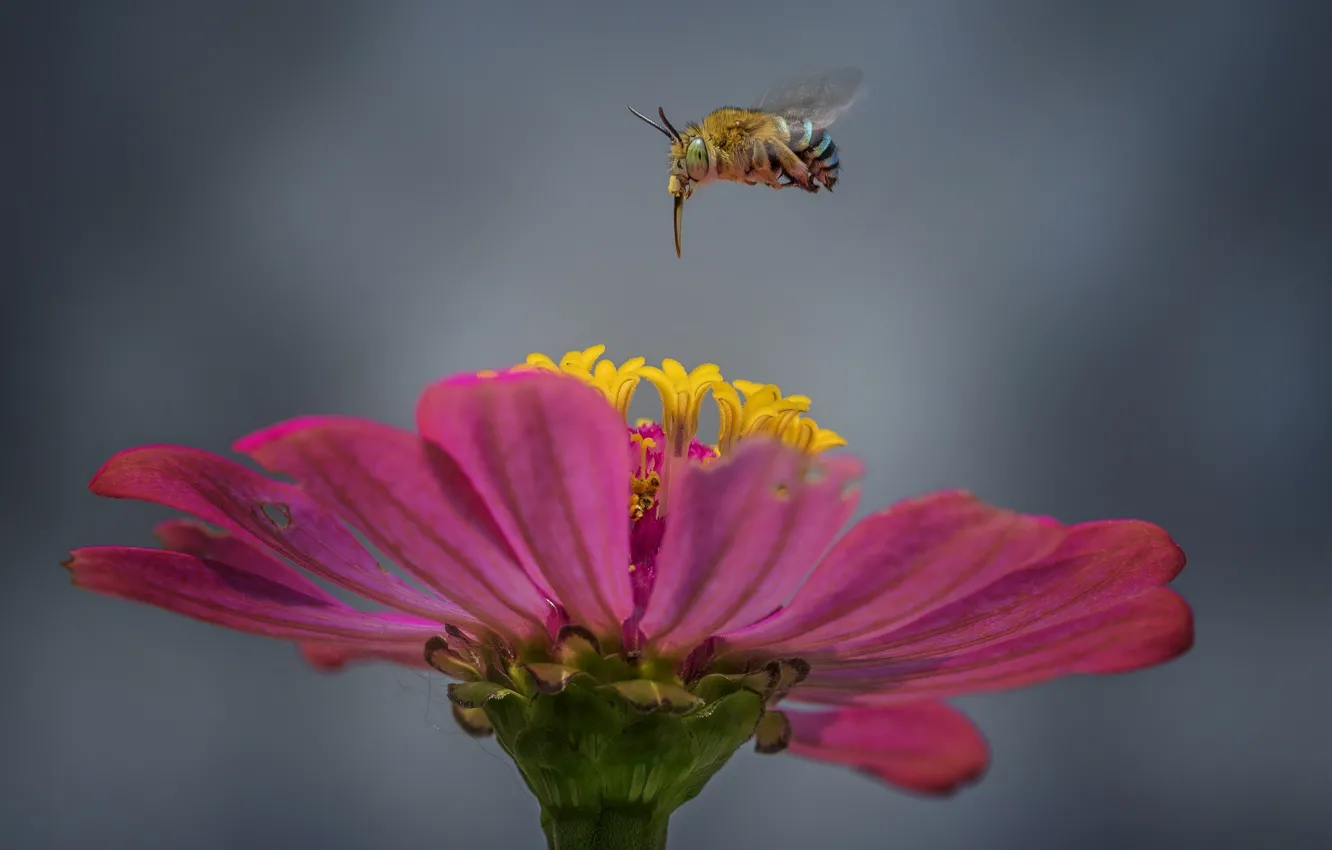 Фото обои цветок, пчела, flower, bee, Hendy Mp