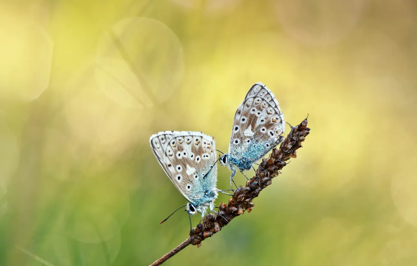 Фото обои бабочки, блики, фон, две, растение, колосок