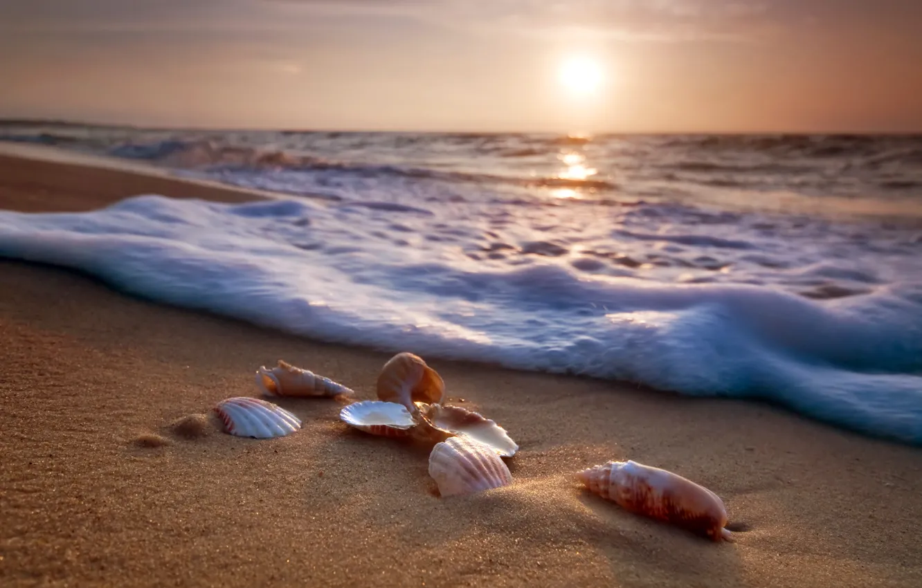 Фото обои песок, море, пляж, берег, ракушки, summer, beach, sea