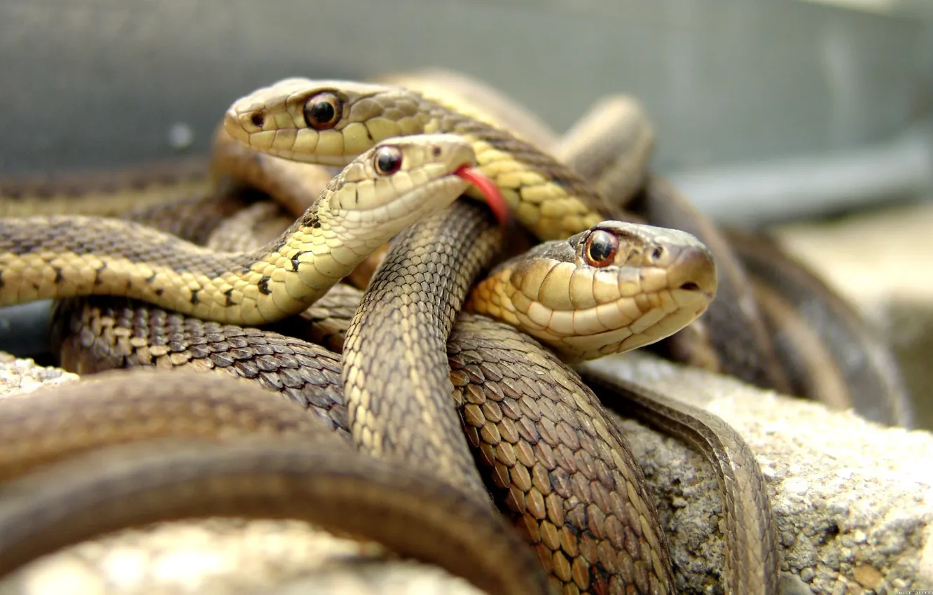 Фото обои язык, змеи