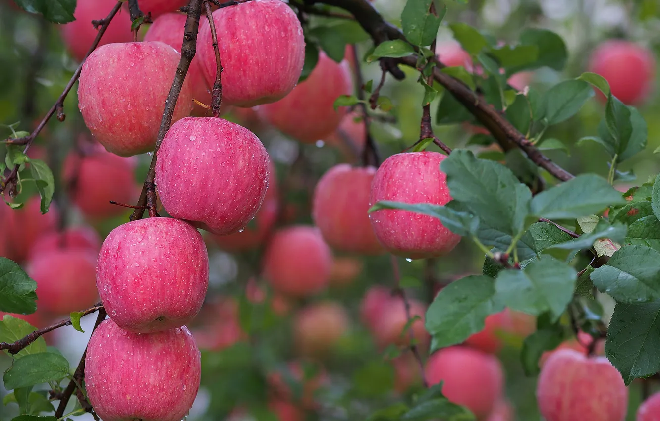 Фото обои осень, вода, капли, роса, яблоки, сад, урожай