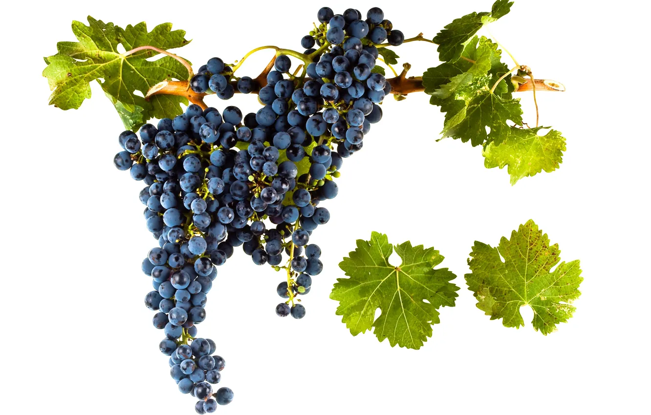 Фото обои wine, leaves, grapes, red wine, vitis vinifera, Cabernet Franc