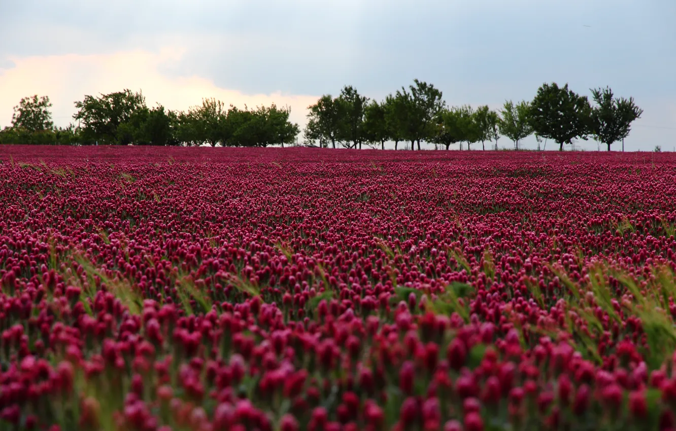 Фото обои поле, цветы, природа, nature, flowers, purple, Field