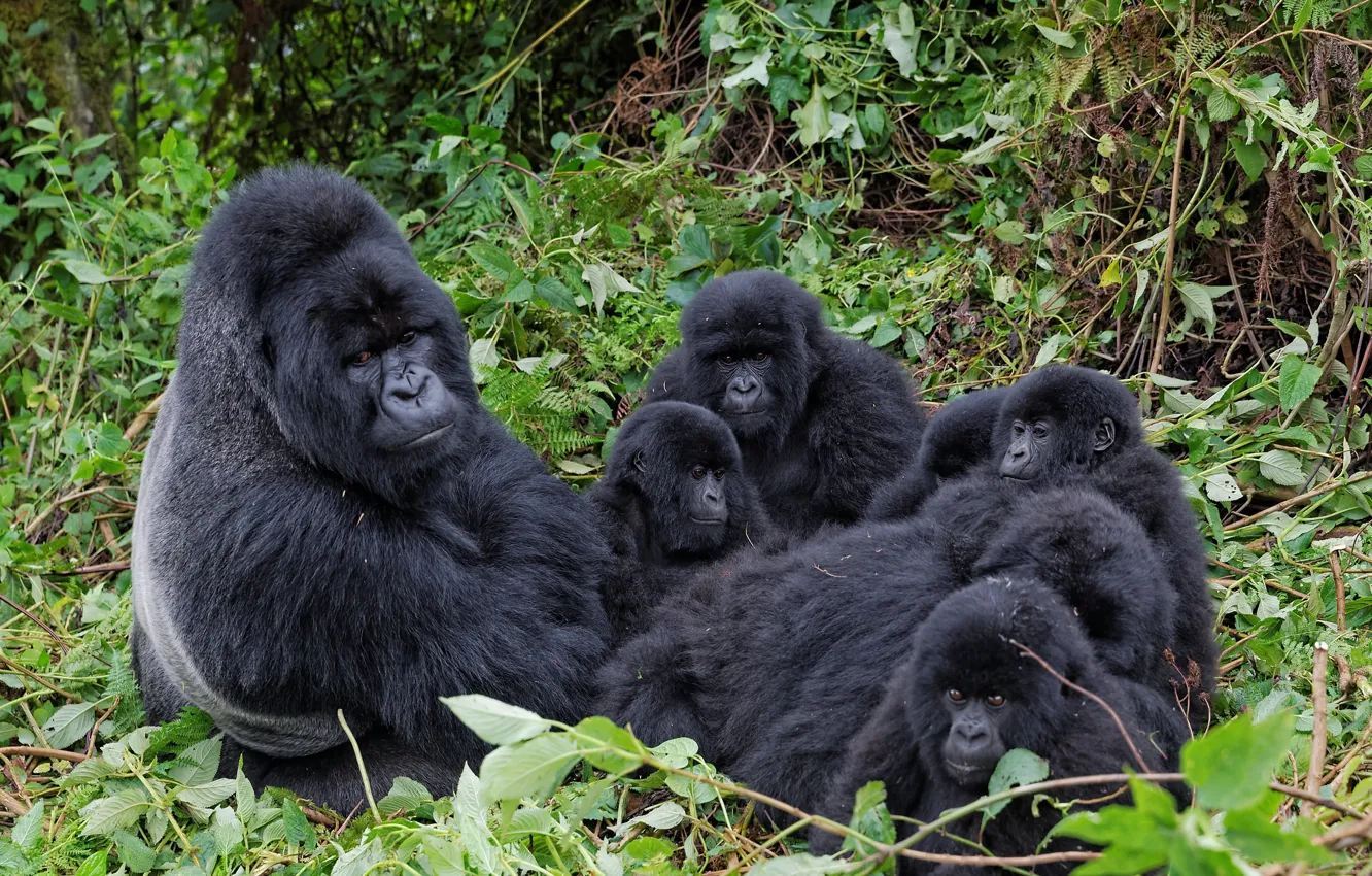 Фото обои ветки, семья, горилла, обезьяны, примат, детёныши