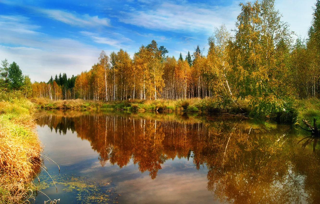 Фото обои осень, лес, вода, отражения, природа