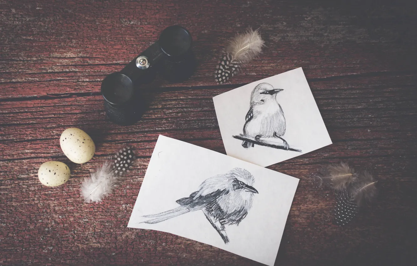 Фото обои птицы, рисунок, яйца, перья, рисунки, бинокль, птичка