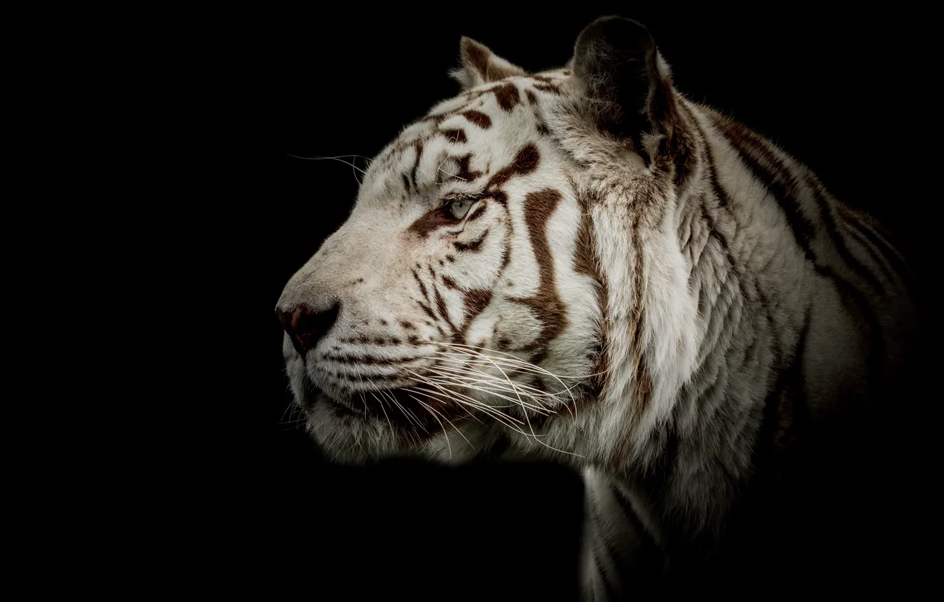 Фото обои белый, взгляд, морда, тигр, портрет, профиль, черный фон