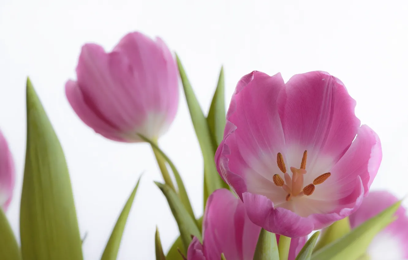Фото обои макро, лепестки, тюльпаны