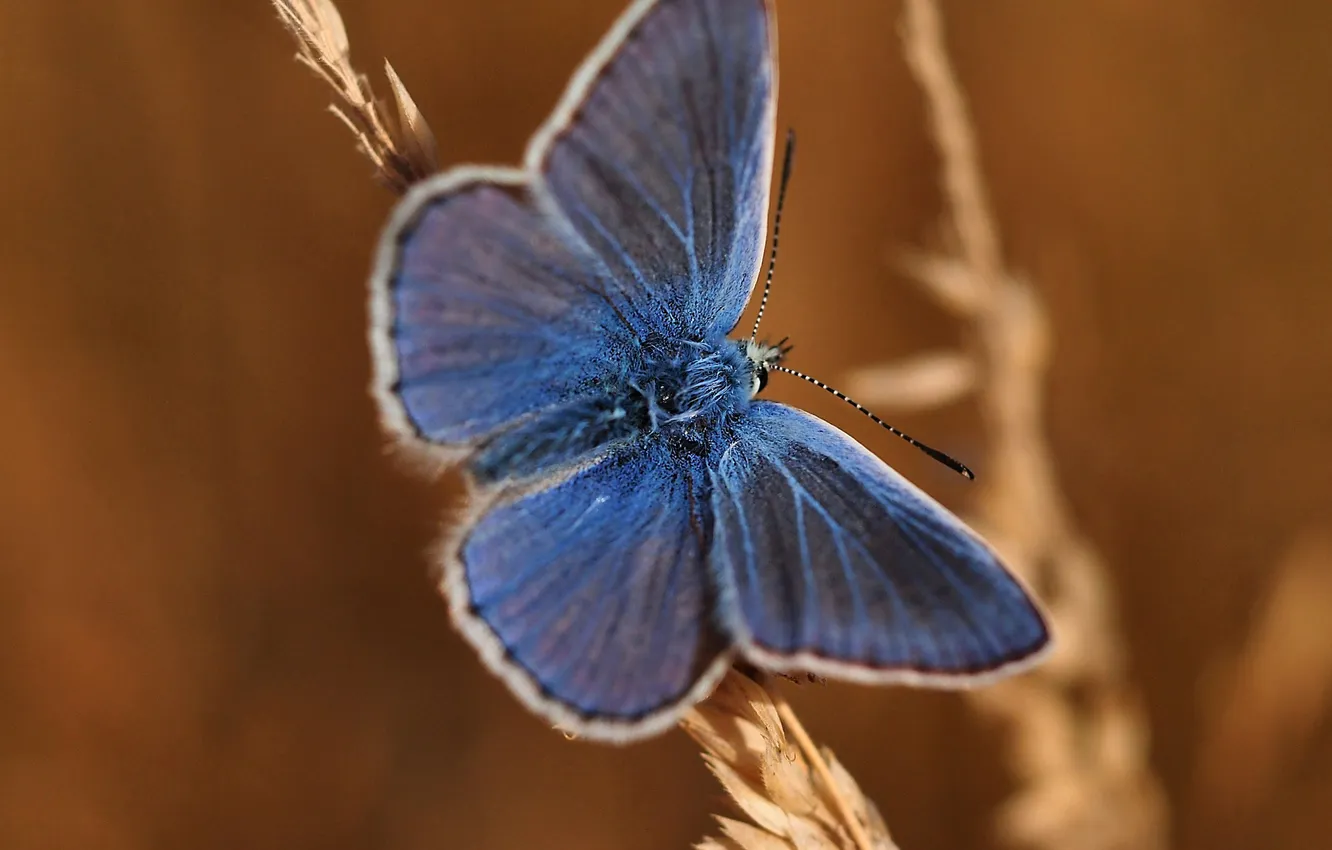 Фото обои узор, бабочка, растение, крылья, насекомое, мотылек